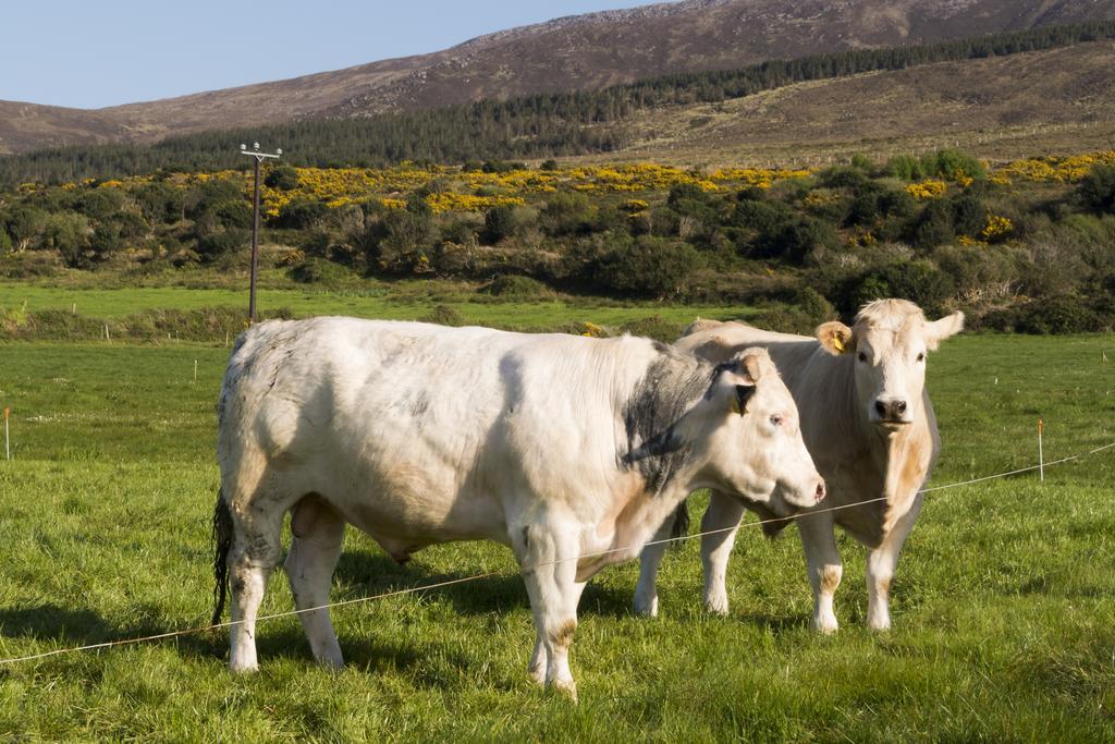 Fort Farmhouse B&B Castlegregory Exterior foto